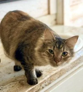 Jazz  Beautiful Longhaired thumbnail 2