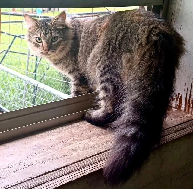 Jazz  Beautiful Longhaired thumbnail 3