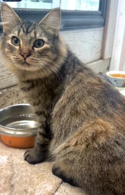 Jazz  Beautiful Longhaired thumbnail 4