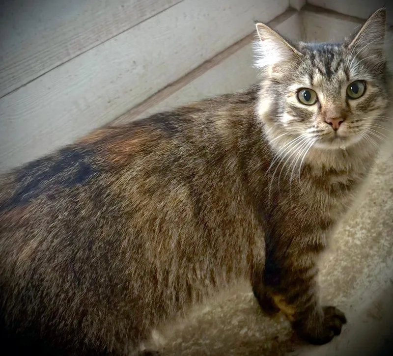 Jazz  Beautiful Longhaired thumbnail 5