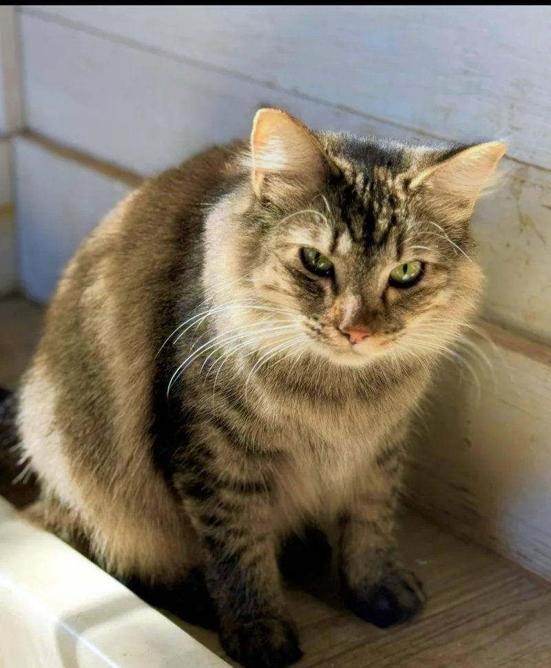 Jazz  Beautiful Longhaired