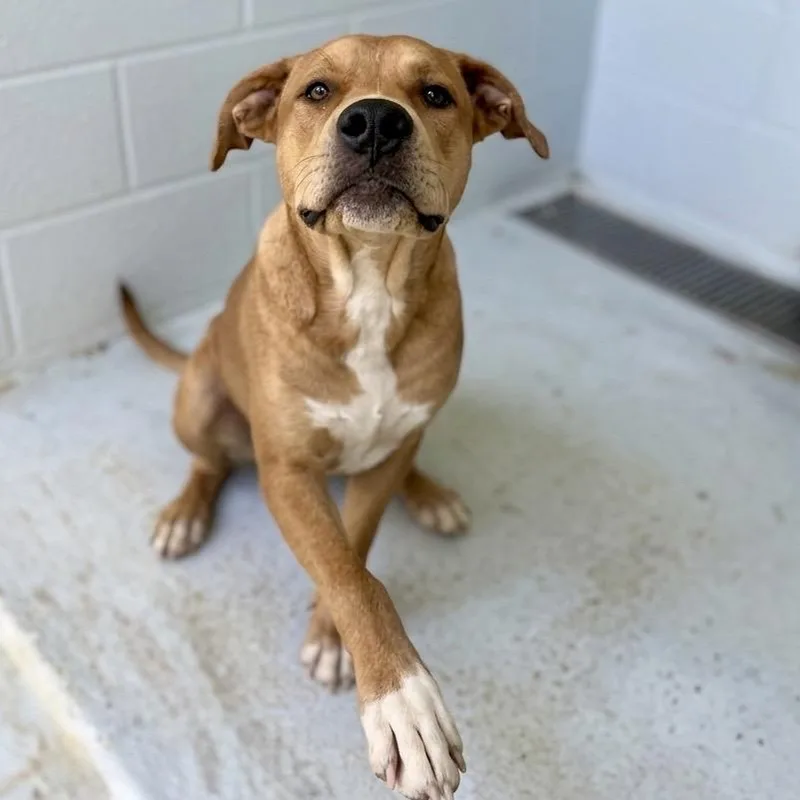 A young medium-sized male Red / Chestnut / Orange Rhodesian Ridgeback dog named Scout for adoption in Bastrop, TX