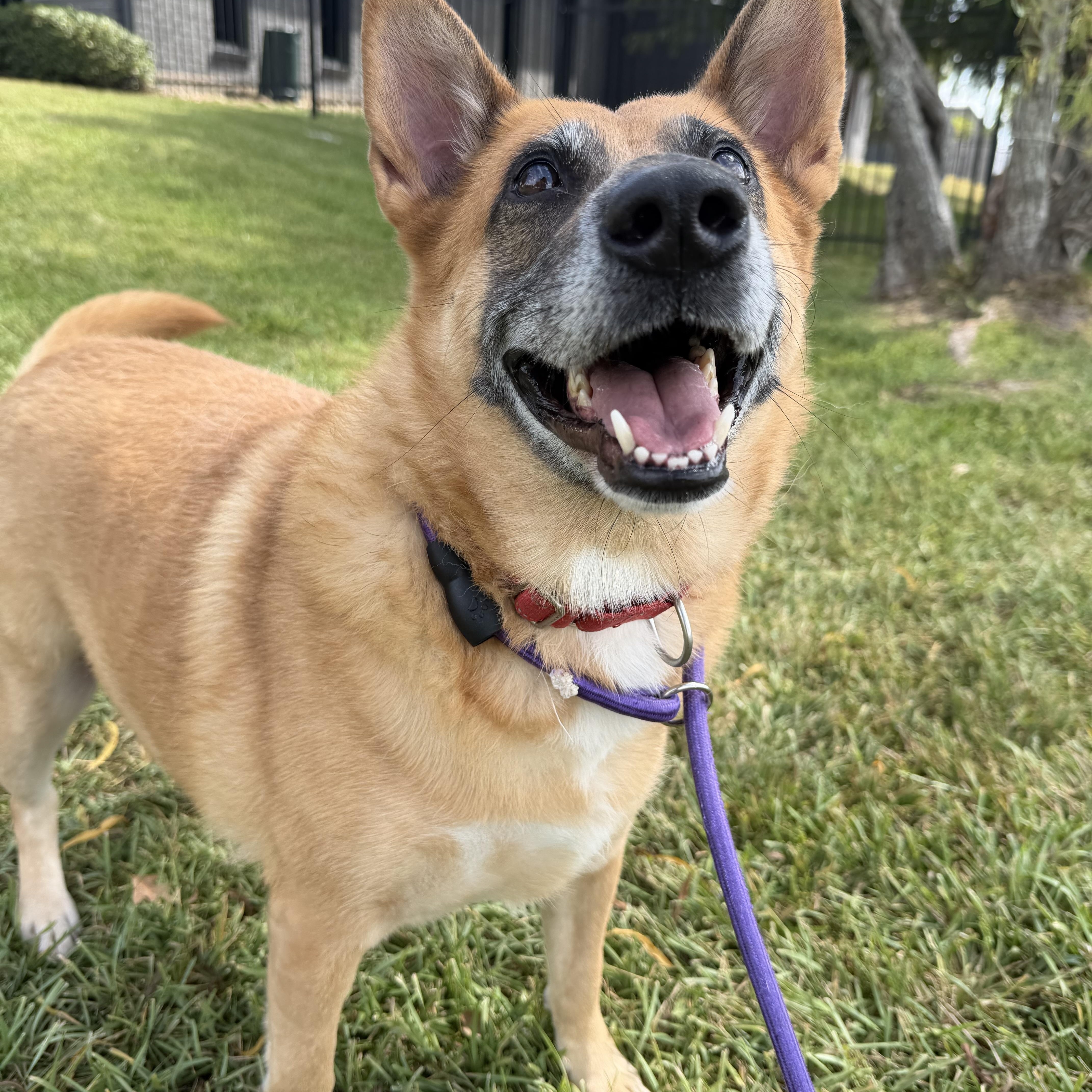 A senior medium-sized female German Shepherd Dog dog named Miss Sally for adoption in Pearland, TX