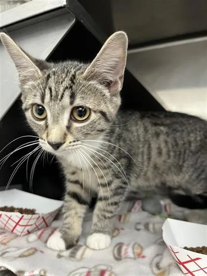 A baby small-sized female Domestic Short Hair cat named Peppercorn for adoption in West Chester, PA