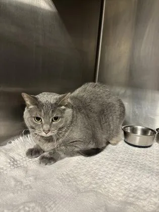 A senior large-sized female Gray / Blue / Silver Domestic Short Hair cat named Smokey for adoption in Lafayette, IN