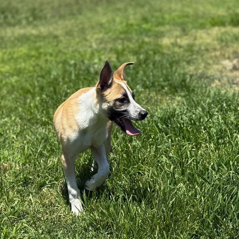 An adult medium-sized male Border Collie dog named Eric for adoption in San Jacinto, CA