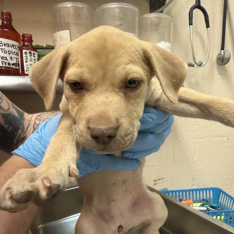A baby small-sized female Pit Bull Terrier dog named Melinda for adoption in Birmingham, AL