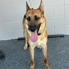 An adult large-sized male Yellow / Tan / Blond / Fawn German Shepherd Dog dog named Commander for adoption in Buchanan Dam, TX