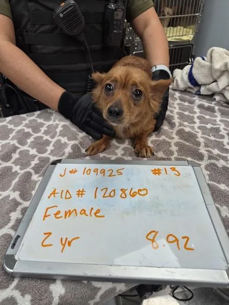 An adult small-sized female Dachshund dog named Pen for adoption in Lawrenceville, GA