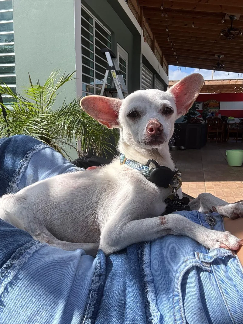 A senior small-sized female White / Cream Chihuahua dog named ISMA  sponsored fee for adoption in New York, NY