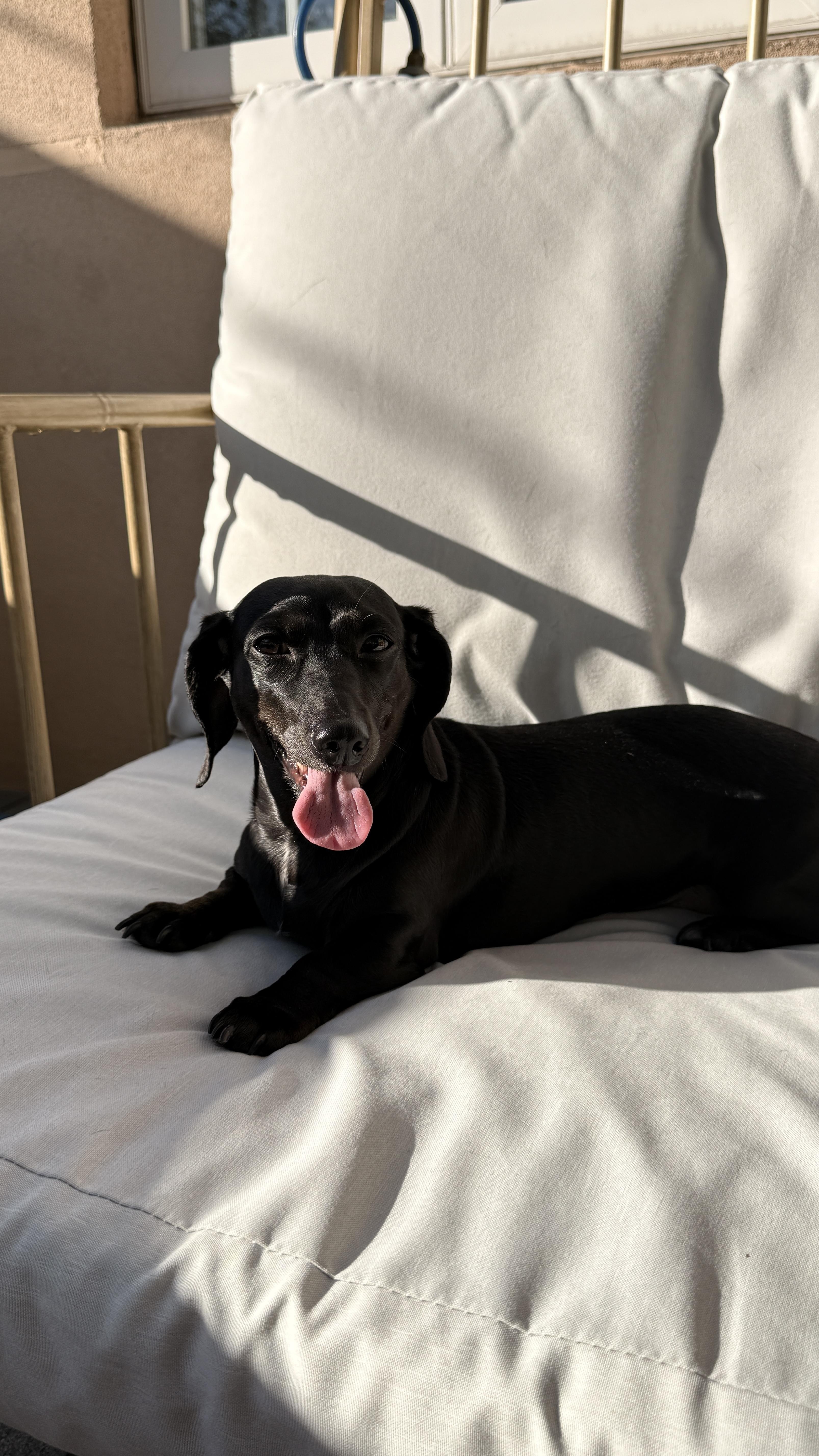 An adult small-sized female Dachshund dog named Cola for adoption in New York, NY