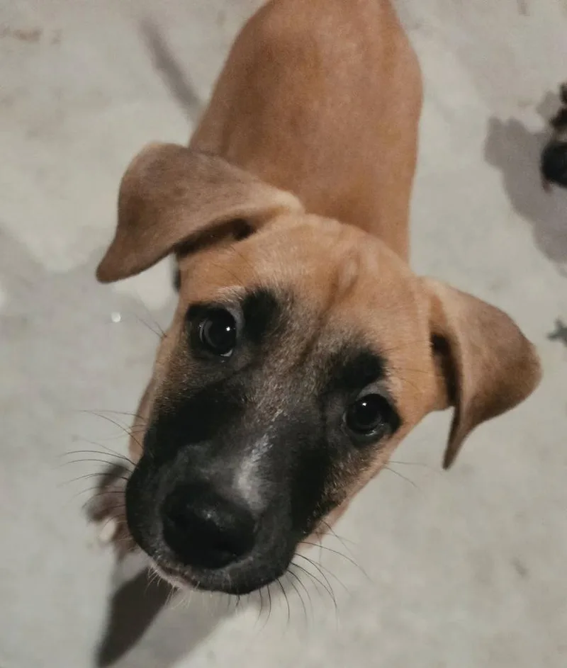 Jet