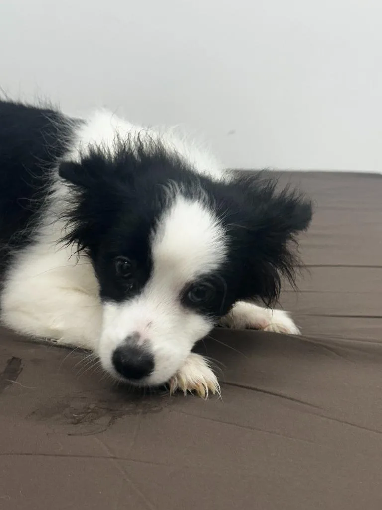 A baby small-sized male Pomeranian dog named Beetlebug for adoption in Cambridge, MD