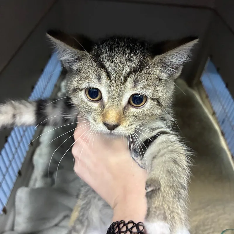 A baby small-sized female Gray / Blue / Silver Domestic Short Hair cat named Magpie for adoption in Greensboro, NC