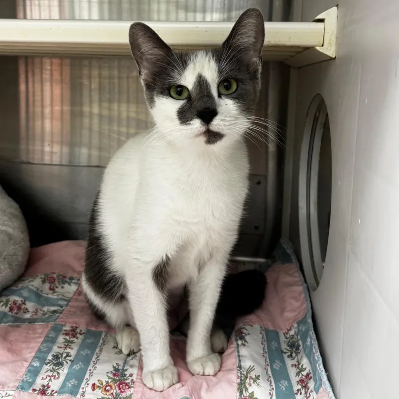 An adult medium-sized female White Domestic Short Hair cat named Minthara for adoption in Corpus Christi, TX