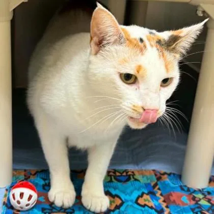 An adult medium-sized female Domestic Short Hair cat named Chalupa for adoption in Sullivan, IN