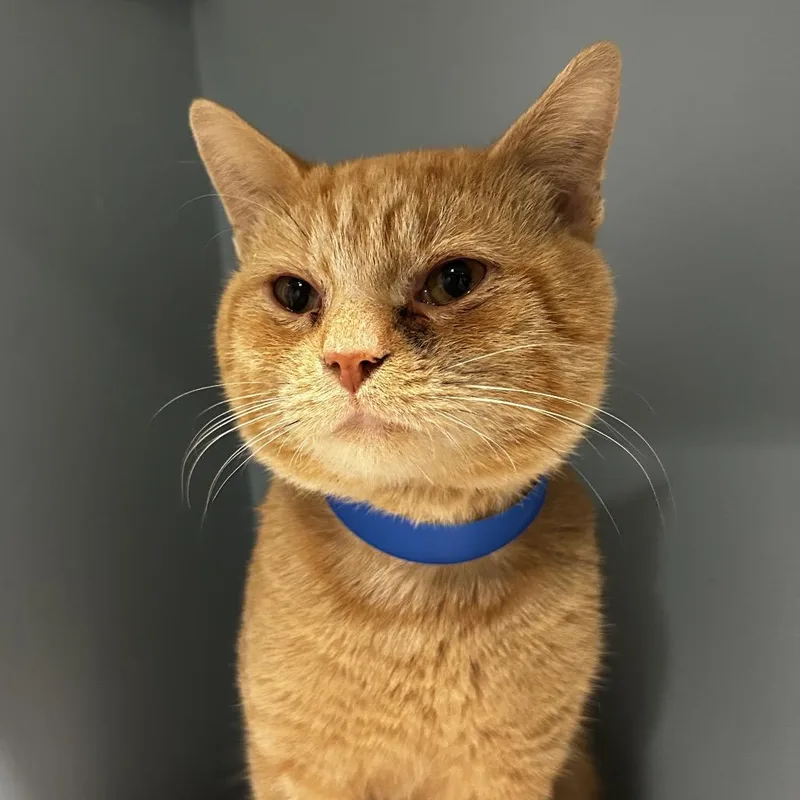 An adult medium-sized male Orange / Red Domestic Short Hair cat named Tortilla Chip for adoption in Chattanooga, TN