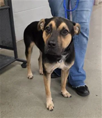 A young large-sized male Staffordshire Bull Terrier dog named Gino for adoption in Houston, TX
