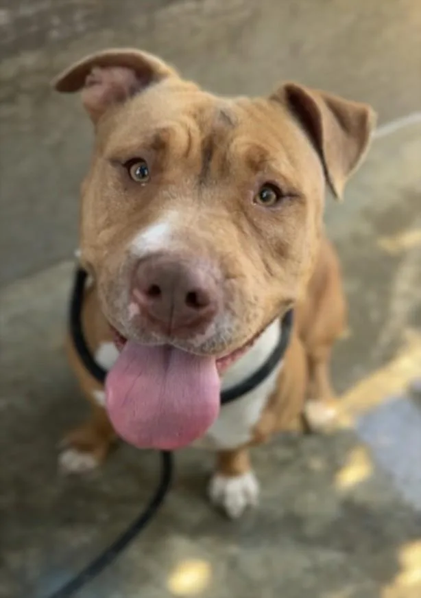 An adult medium-sized female Pit Bull Terrier dog named Precious for adoption in Chatsworth, CA