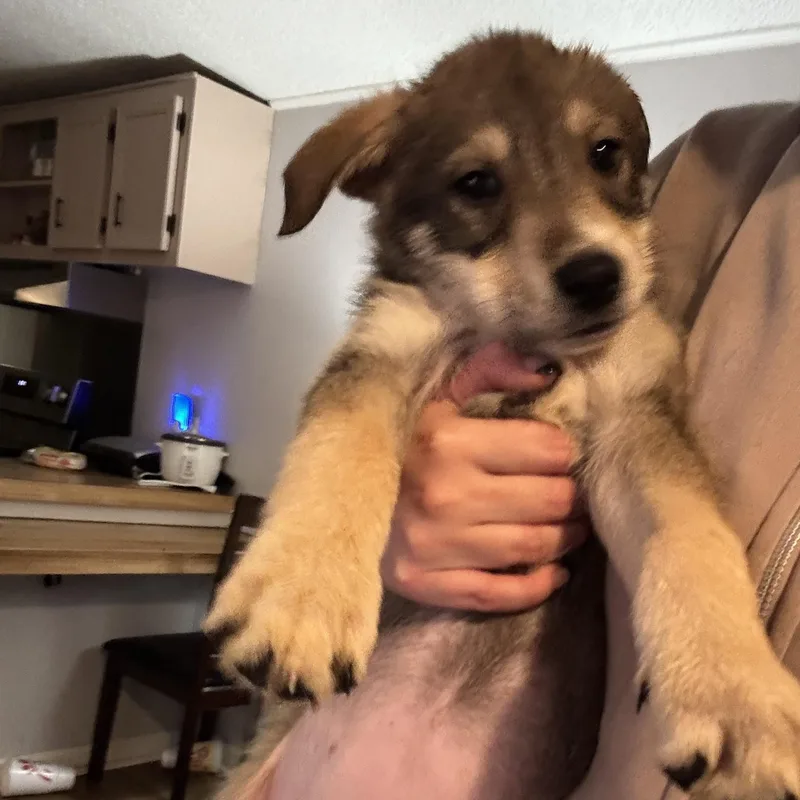 A baby large-sized female Mixed Breed dog named Camden for adoption in Salisbury, NC