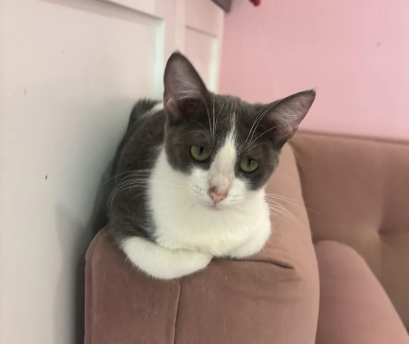 A young small-sized female Gray & White Domestic Short Hair cat named Gidget for adoption in Whittier, CA