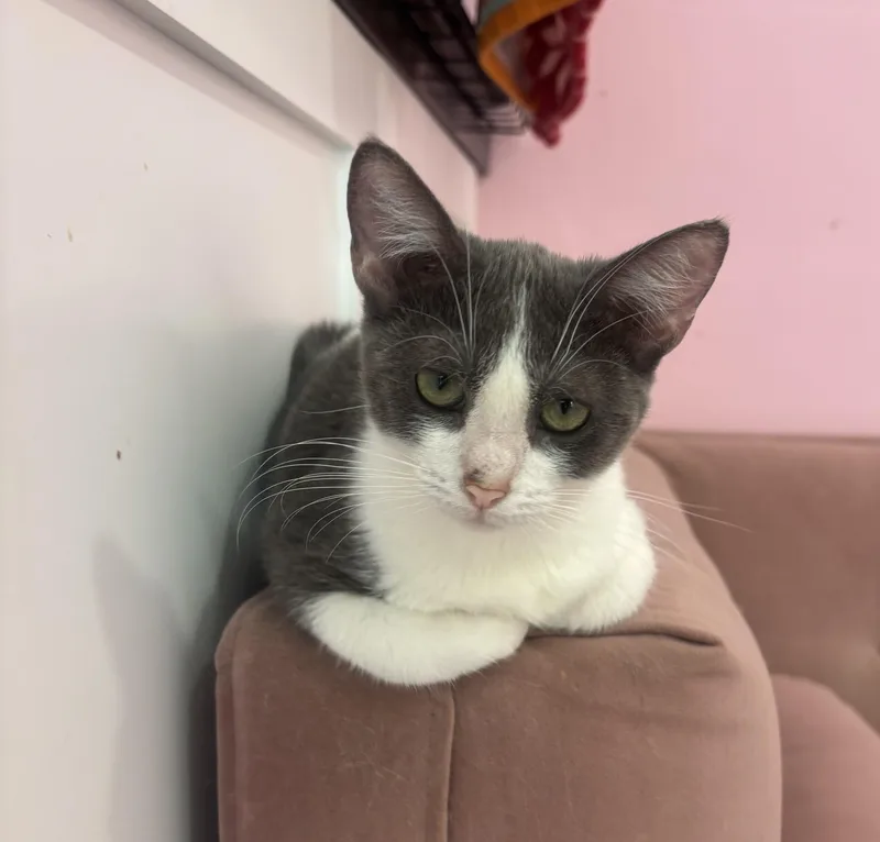 Gidget thumbnail 2