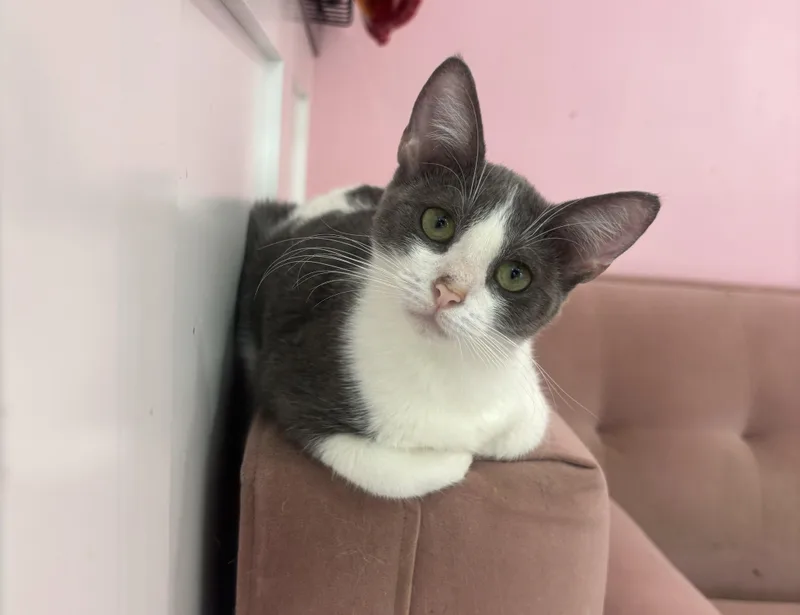 Gidget thumbnail 5