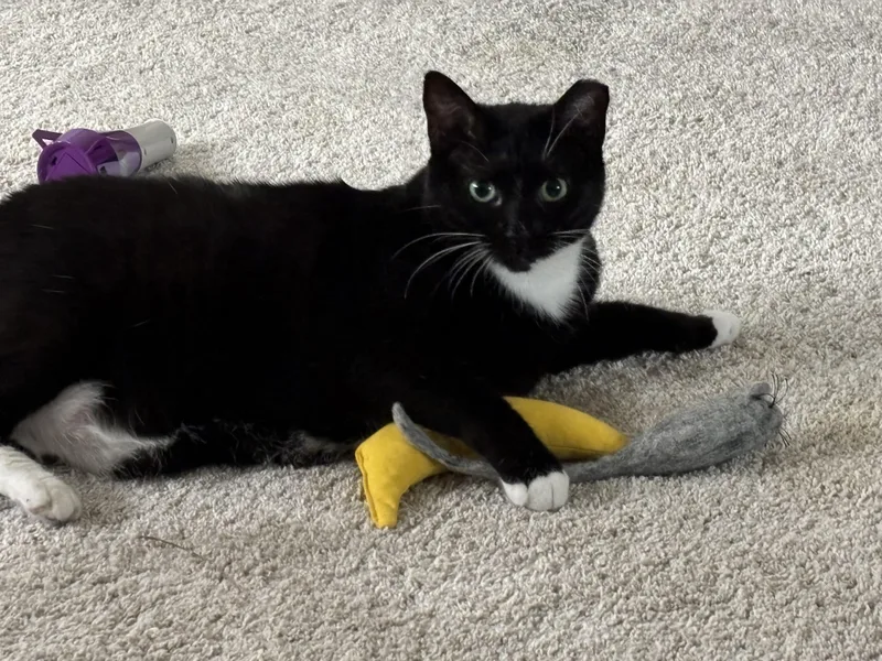 Dora The Explorer! thumbnail 4