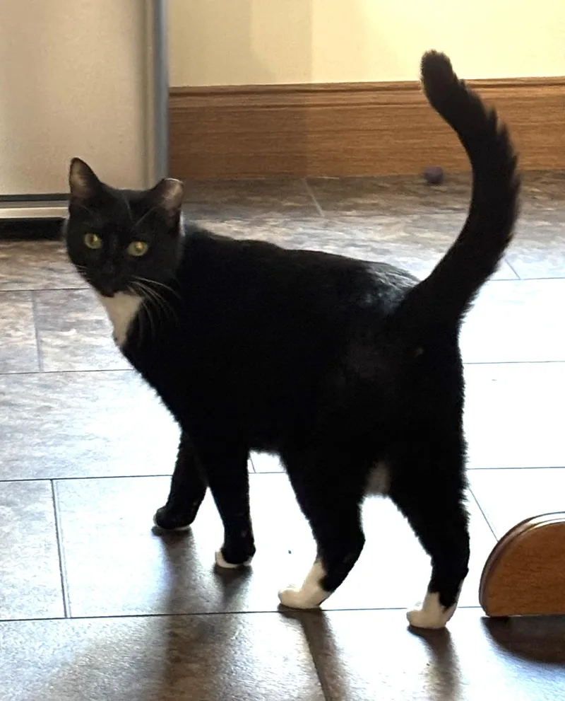 Dora The Explorer! thumbnail 5