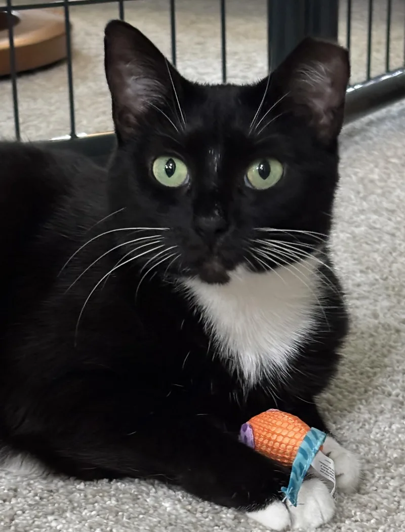 Dora The Explorer! thumbnail 6