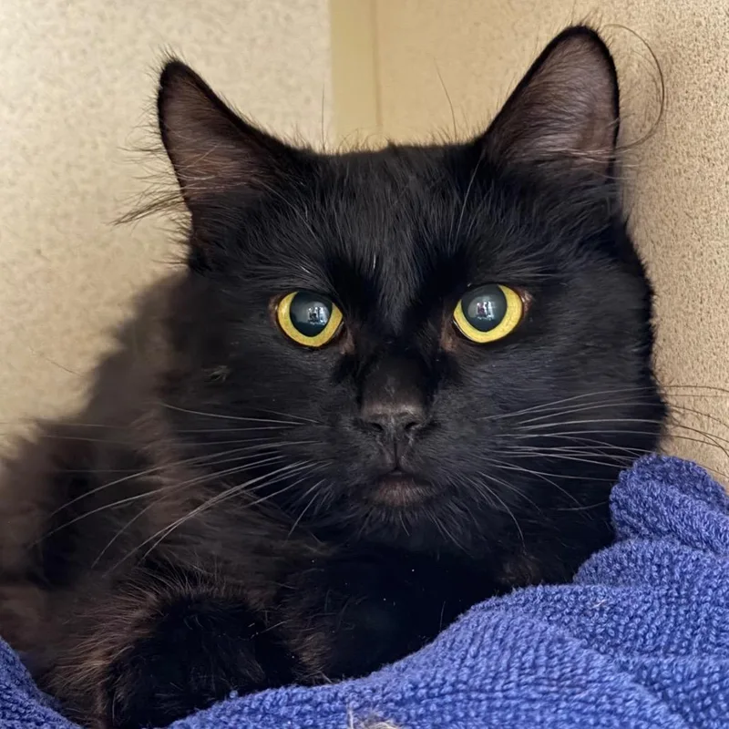 An adult medium-sized male Black Domestic Medium Hair cat named Nochesemi feral for adoption in Durango, CO