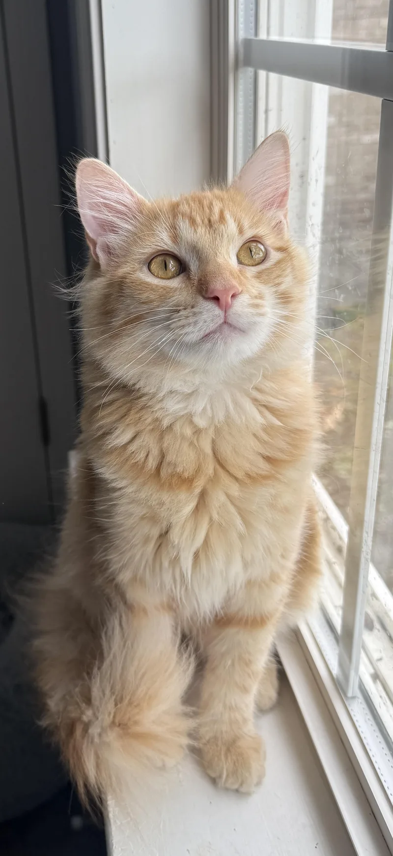 Georgie