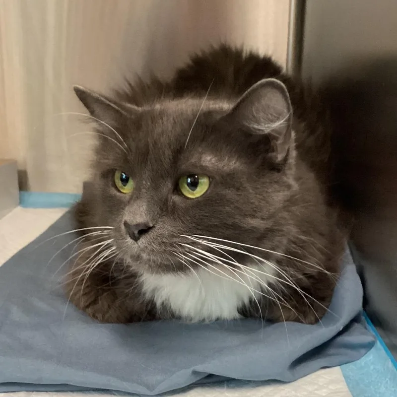 An adult medium-sized female Gray / Blue / Silver Domestic Medium Hair cat named Azul for adoption in Tampa, FL
