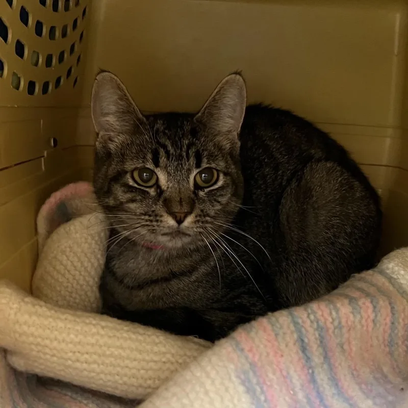 An adult medium-sized female Brown / Chocolate Domestic Short Hair cat named Trader Joe's for adoption in Fairport, NY