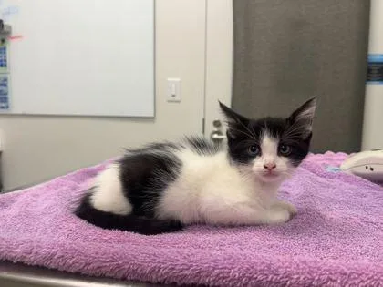 A baby small-sized female Black Domestic Short Hair cat named Pombon for adoption in Kansas City, MO
