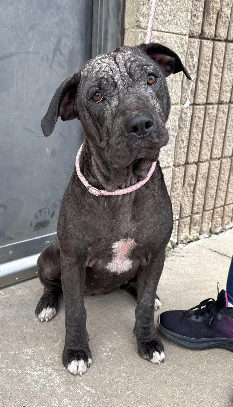 A young medium-sized female Black Pit Bull Terrier dog named Sissy for adoption in Blue Springs, MO