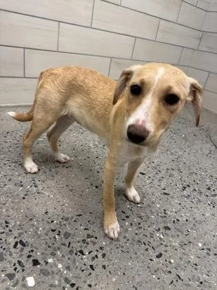 A baby medium-sized female Mixed Breed dog named Lotus for adoption in West Chester, PA