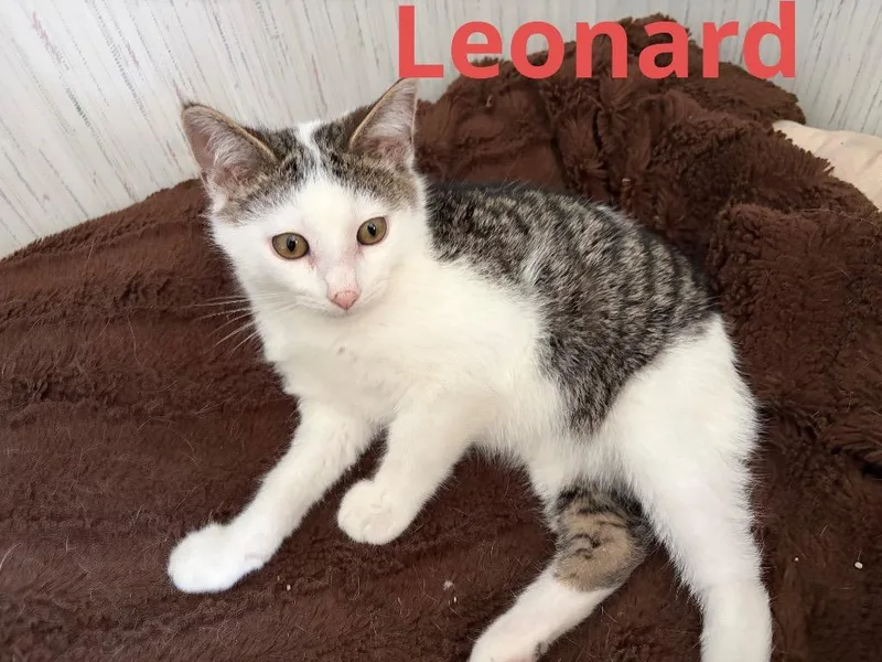 A baby small-sized male Domestic Short Hair cat named Leonard for adoption in Ogden, UT