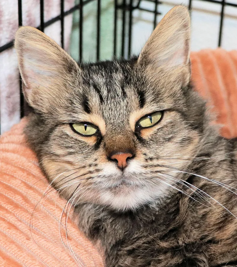 A young medium-sized female Tabby (Brown / Chocolate) Domestic Medium Hair cat named Minion for adoption in Cincinnati, OH