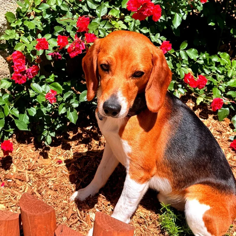 A young small-sized male Brown / Chocolate Beagle dog named Fritz for adoption in Wauwatosa, WI