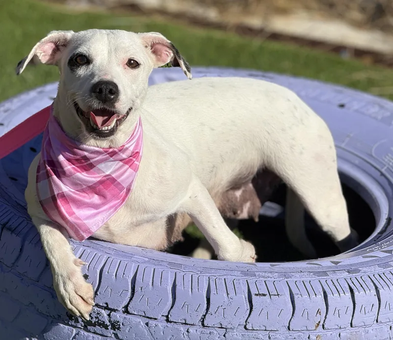 Orchid  Sweetest Dog! thumbnail 3