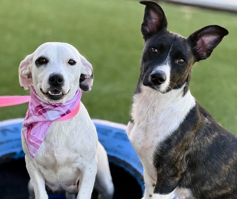 Orchid  Sweetest Dog! thumbnail 4