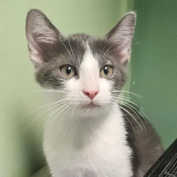 A baby small-sized male Gray / Blue / Silver Domestic Short Hair cat named Poki for adoption in Austin, TX