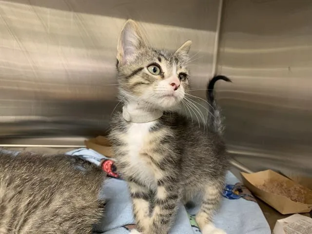 A baby small-sized male Domestic Short Hair cat named Lemon Pie for adoption in Grand Prairie, TX