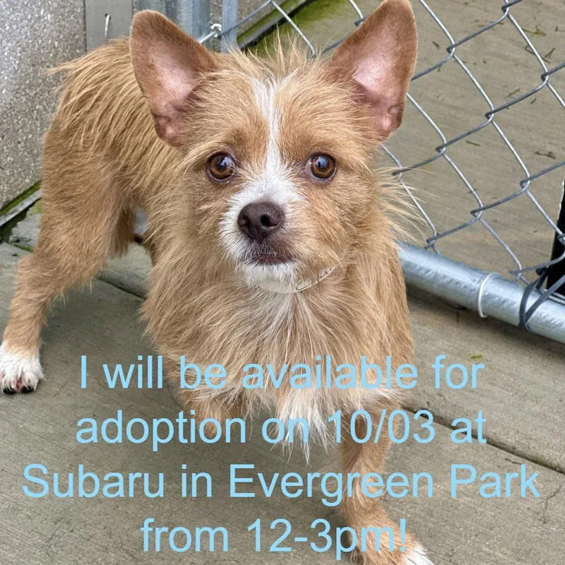 An adult small-sized male Terrier dog named Churro for adoption in Matteson, IL