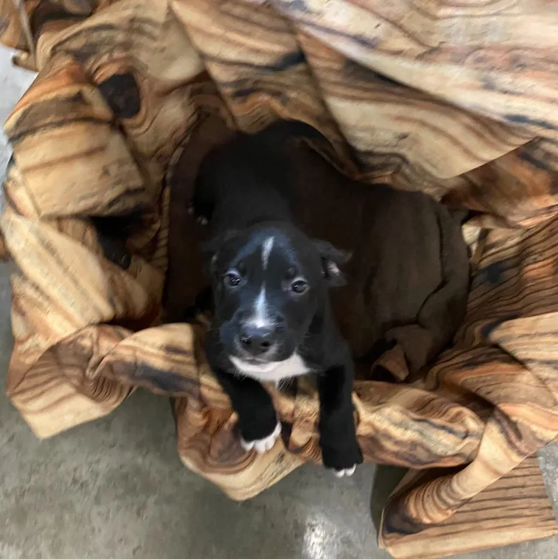 A baby medium-sized male Mixed Breed dog named Benji for adoption in Minot, ND