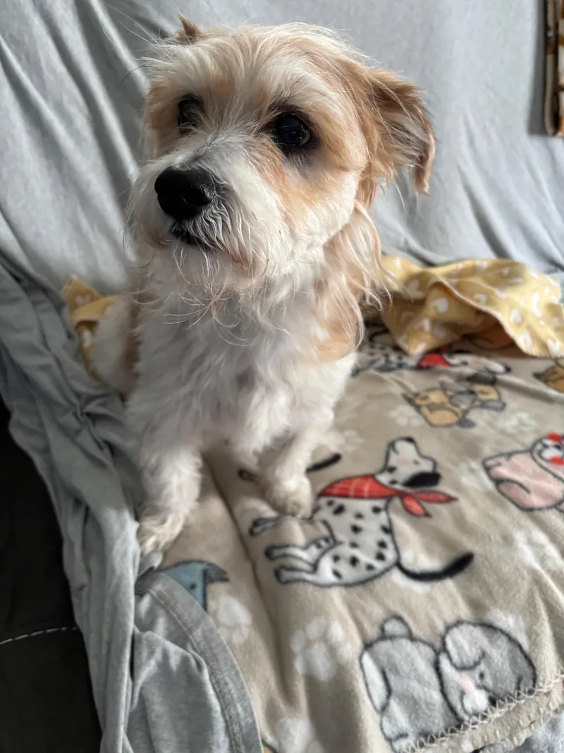 A senior small-sized male White / Cream Terrier dog named Rex for adoption in Hewitt, NJ