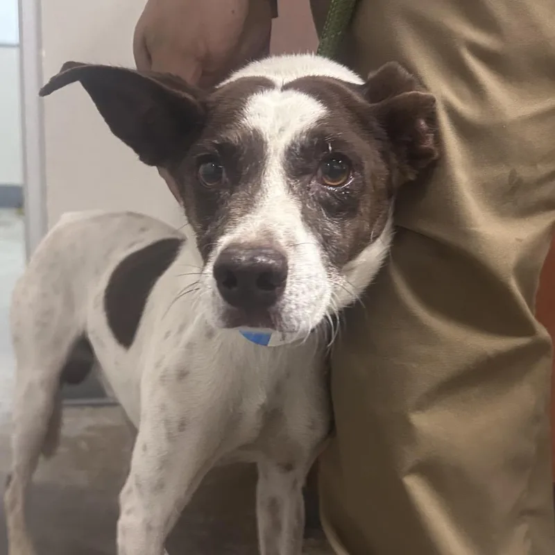 An adult small-sized male White / Cream Jack Russell Terrier dog named Thor for adoption in Yuma, AZ