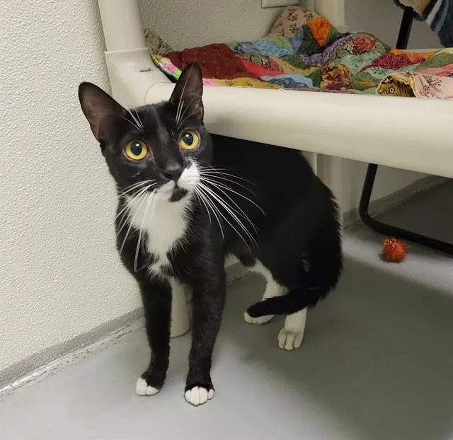 A young small-sized female Domestic Short Hair cat named Fiona for adoption in Sarasota, FL