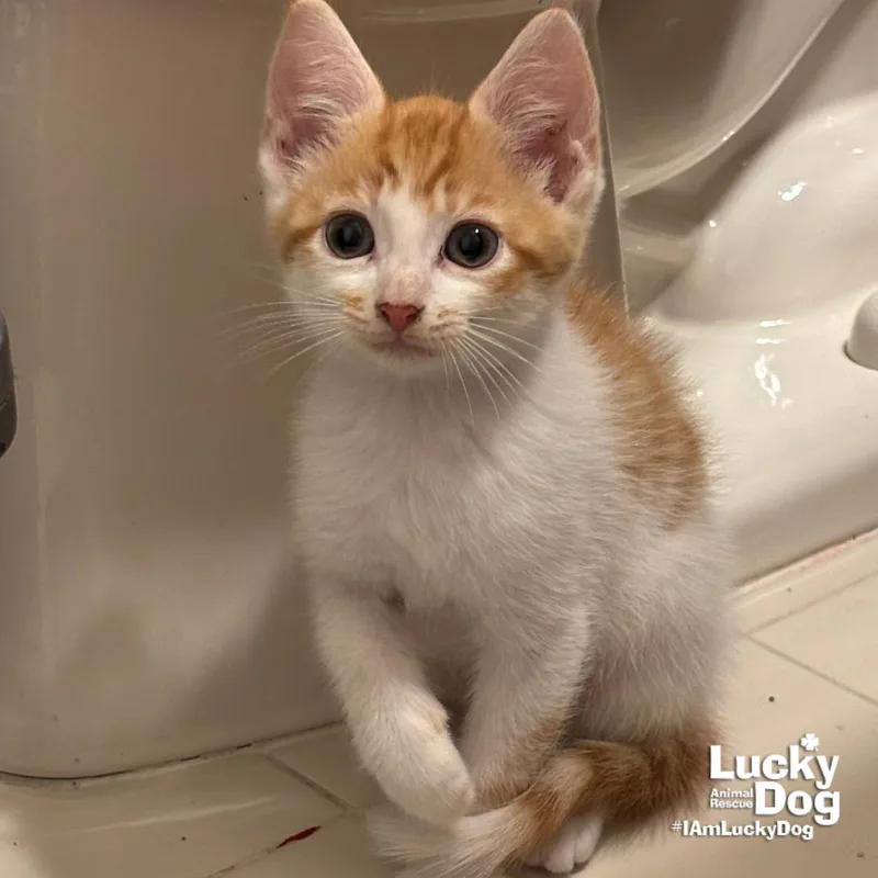 A baby medium-sized male Orange & White Domestic Short Hair cat named Herb for adoption in Washington, DC